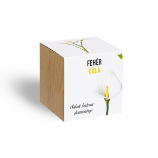 Fehér Kála növényem fa kaspóban