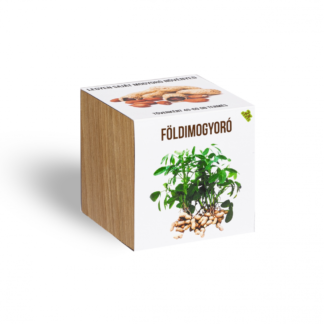 Földimogyoró növényem fa kaspóban